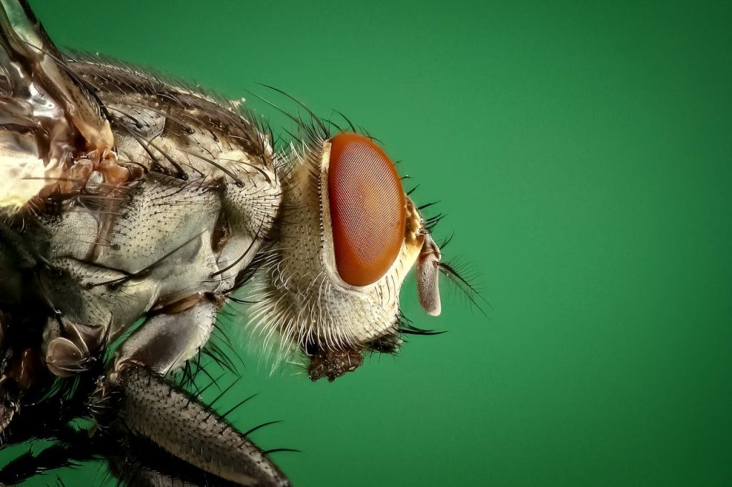 macro-photography-of-brown-and-black-fly-33043 Detailed macro image of a housefly showing its compound eyes and intricate body structure.