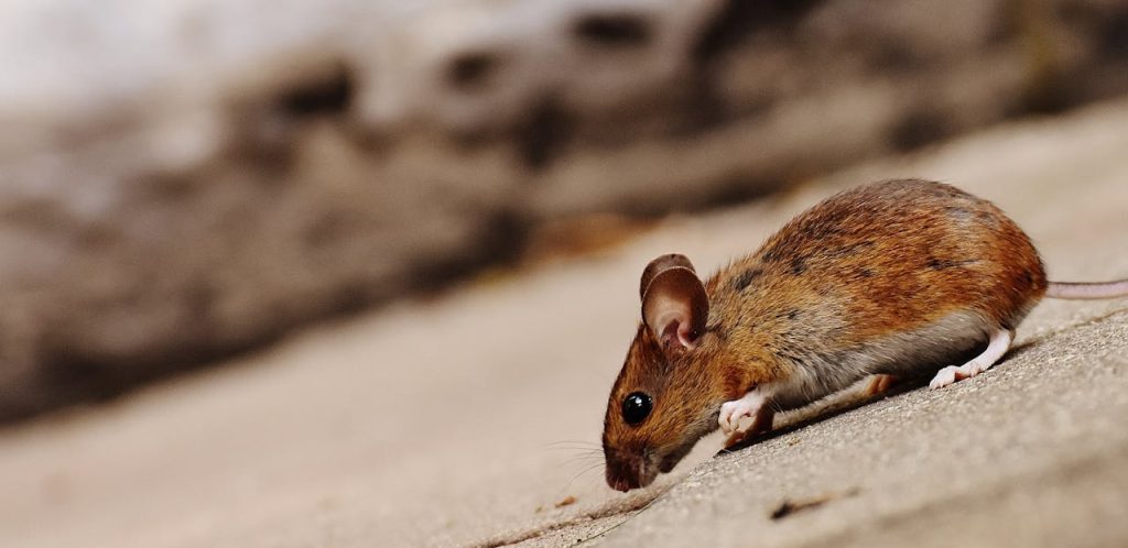 tilt-shot-of-brown-rat-209053 High-quality close-up image of a brown rodent, showcasing its texture and environment.